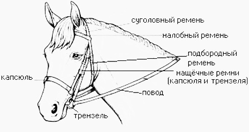 stroenie-Uzdethki.